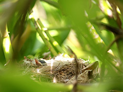 A young Millerbird nestling rests on the rim of its nest.