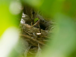A peek at the first Millerbird nestling of 2012, being fed by a parent.