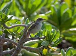 Translocated Millerbird at home on Laysan Island.