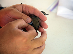 A Millerbird receives a radio transmitter.