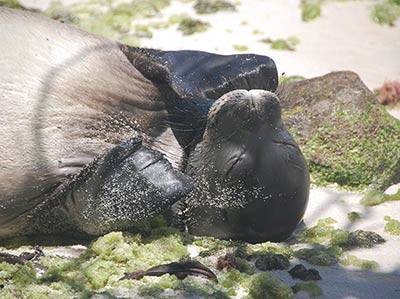 A monk seal lounges on the shore at Lisianski Island, where NOAA researchers set up a summer field camp. Credit: NOAA Fisheries