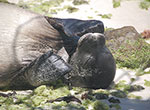A monk seal lounges on the shore at Lisianski Island, where NOAA researchers set up a summer field camp.