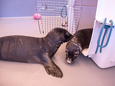 Juvenile monk seal pups Pearl and Hermes adjust to their new home at the Ke Kai Ola Hospital in Kona.