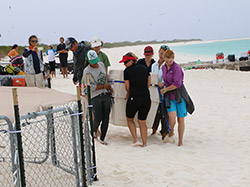 The seals are placed in the beach pen on Kure Atoll to get acclimated to their new surroundings before being released.