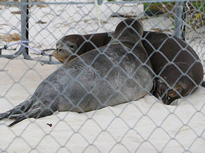 Two female Hawaiian monk seals are returned to the Northwestern Hawaiian Islands.