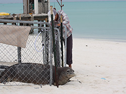Pua is the first seal out of the pen at Kure Atoll.
