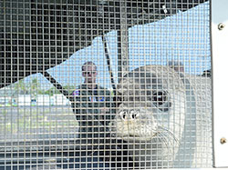 One of the seals peeks out at its surroundings during transport.