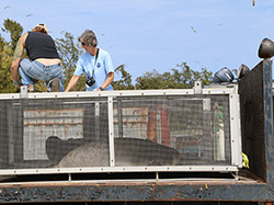 Team members prepare the seals for transport at Midway Atoll.
