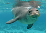 Hawaiian monk seals are endemic to the Hawaiian Archipelago.