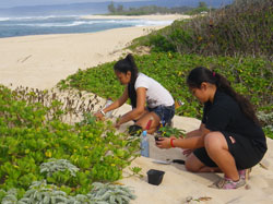 ʻŌhai planting along the north coast at Kaʻena Point.