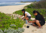 ʻŌhai planting along the north coast at Kaʻena Point.