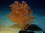 The deep water black coral <i>Leiopathes annosa</i> in the waters around Niʻihau.