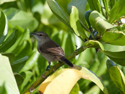 A Nihoa Millerbird watching for unsuspecting insects in the naupaka on Laysan Island.