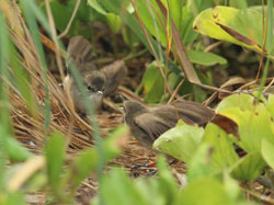 A pair of Millerbirds wing-fluttering to each other, a courtship behavior.