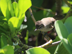 Ulūlu niau fledgling with raised crest practices his male song on Laysan Island.