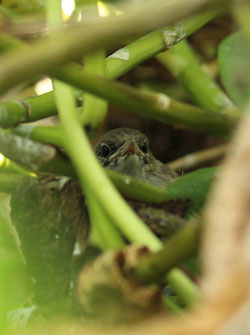 A typical view of a Millerbird fledgling peering out from the naupaka.