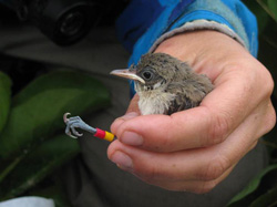 One of five Nihoa Millerbird nestlings banded so far this 2013 season on Laysan.