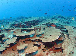 Table coral (<em>Acropora</em>) at French Frigate Shoals.
