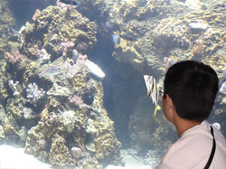 An eager spectator is engaged in the Papahānaumokuākea exhibit. Credit: K Fujii