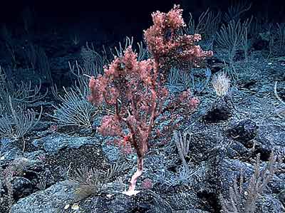 A high-density community of deep-sea corals and sponges at a depth of 2,000 meters (that’s more than a mile deep!) surveyed during the expedition.