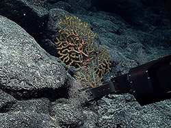 A specimen of a gorgonian coral never before been recorded in the Hawaiian Islands being collected.