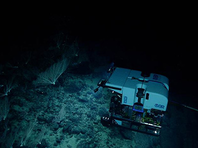 <em>Okeanos Explorer's</em> ROV Deep Discoverer surveys a deep-water coral assemblage at 2000 m during an expedition to PMNM in 2015.