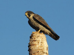The Peregrine Falcon that has spent the winter on Laysan, feeding mainly on shorebirds.