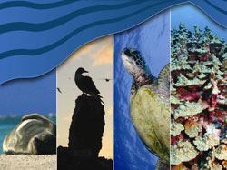 2010 Papahānaumokuākea Marine National Monument's Permitted Activities Report Cover Image