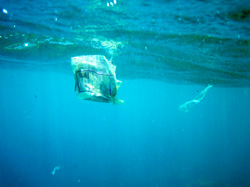 Plastic bag marine debris.