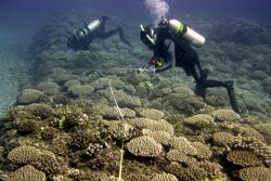 RAMP team conducting coral surveys.