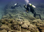RAMP Cruise Coral Survey
