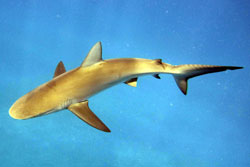 Apex predator species, such as this Galapagos Shark are a common site when conducting surveys.