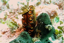 This sea slug Glossodoris atromarginata is rarely seen in Hawaii but was recorded at Mokumanamana.