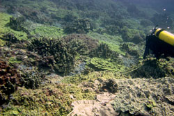 Papahānaumokuākea is characterized by the high abundance of coral in many areas.