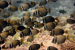 Surgeonfishes like the ones shown are herbivores and are an important component of coral reef communities.
