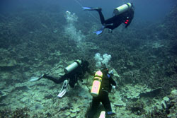 A dive team conducting coral and fish disease surveys and plankton tows.