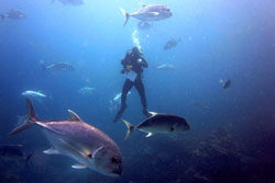 RAMP diver conducting fish surveys.