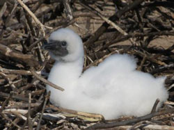 A downy Red-footed Booby chick.
