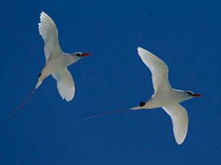 Red-tailed tropicbirds in flight.