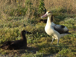 An endangered Short-tailed albatross on Sand Island.