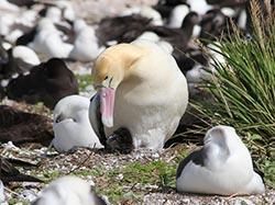 Second short-tailed albatross chick hatched in 2012.