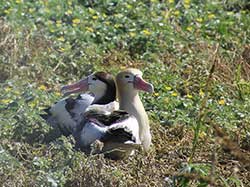 Male and female short-tailed albatross pair are reunited November 2013.