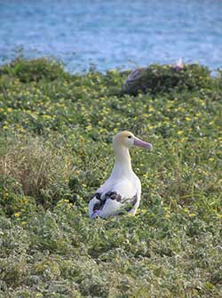 Male short-tailed albatross waiting for his mate to return November 2013.