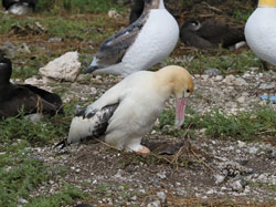 Male short-tailed albatross, a.k.a. golden gooney, cares for his egg.