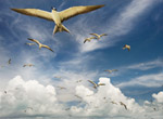 Sooty tern in flight.