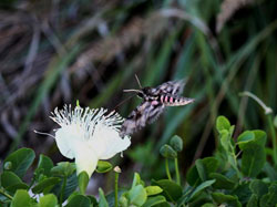 A sphinx moth approaches a maiapilo (<em>Capparis sandwichiana</em>) flower. 