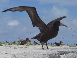 Short-tailed albatross testing his wings.