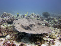 Table Coral <em>Acropora cytherea</em> discovered off Oʻahu by PMNM Divers.