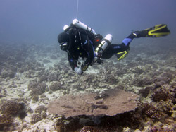 PMNM Research Diver Brian Hauk examines the newly-discovered table coral off Oʻahu.