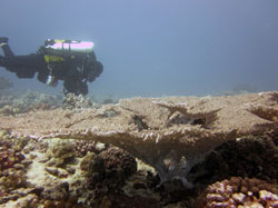 PMNM Research Diver Brian Hauk examines the newly-discovered table coral off Oʻahu.